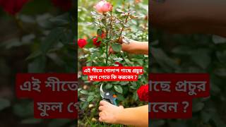 এই শীতে গোলাপ গাছে প্রচুর ফুল পেতে কি করবেন / গোলাপ গাছের পরিচর্যা #rose #gardening #shorts