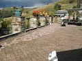 silkie chickens chasing grapes