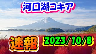 4K 河口湖 大石公園 コキア 10/14【速報レポ】コキア Lake Kawaguchi Kochia Autumn leaves Latest report