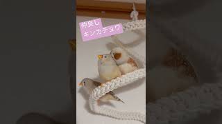 いちゃいちゃしてる小鳥たち｜キンカチョウ｜Zebra-finch