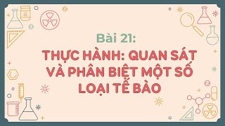 Bài 21: Thực hành quan sát và phân biệt một số loại tế bào - KHTN 6 - Kết nối tri thức... - [OLM.VN]