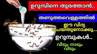 പാചകക്കാർ പറഞ്ഞ സൂത്രം.!!!ഉറുമ്പുകൾ ഇനി വീടിന്റെ പരിസരത്ത് പോലും വരില്ല | Amazing kitchen tips #tips