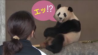 【桜浜🌸見つめられる飼育員さんが羨ましい‼️「エッ⁉️あたちが❓」📷8/17】しっかり話を聞く/隣は彩浜🌈/アドベンチャーワールド/ジャイアントパンダ/giant panda/Ouhin