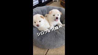 シロクマ兄妹にしか見えない豆柴子犬w #Shorts