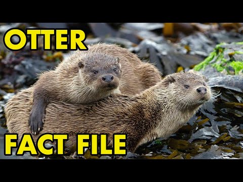 When were otters introduced to UK?