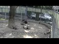 走るウォンバット＠五月山動物園　by wombat tv