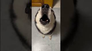 Husky Expectations / Reality🤣 Normal dogs vs Huskies | Huskies are pro at saying NO #husky #shorts