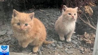 寒さの中、窓の外から中を見つめてきた2匹の子猫。保護された後も寄り添い続ける姿に心温まる【感動】