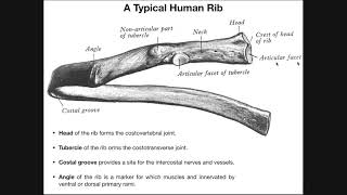 Sternocostal & Costochondral Joints | Rib-Sternum Articulations