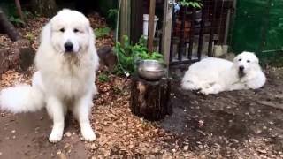 【グレートピレニーズ/greatpyrenees】アラン鼻まで突っ込んで水を飲む