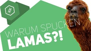 Warum spucken Lamas?!