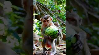 ลูกลิงตัวเล็กอุ้มแตงโม ลูกขนาดใหญ่ #monkey #animals #funny #cute #shorts #ลิงซน