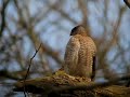 cooper s hawk