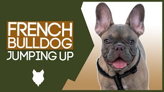 PUPPY TRAINING! Stop Your FRENCH BULLDOG Jumping Up