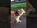 田んぼの白鷺をみて猟犬の血が騒ぐ秋田犬ゴンス｡ 大型犬 日本犬 akitainu