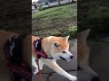 田んぼの白鷺をみて猟犬の血が騒ぐ秋田犬ゴンス｡ 大型犬 日本犬 akitainu