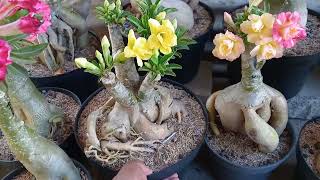 jual bunga adenium Metro Lampung WA 082279994283