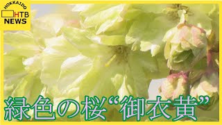 緑色の花を咲かせる珍しい桜「御衣黄」がみごろ　ピンクと緑のコントラスト　登別市郷土資料館