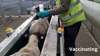 Ireland Sm@rt video: Sheep conveyor