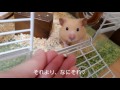 ハムスターは小屋でこんなことをしている！おもしろ可愛いハムスターhow to have time at a shed of a hamster