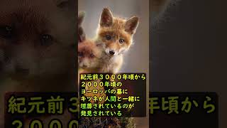 人間が家畜化できたけどやめた動物【キツネ】 #shorts