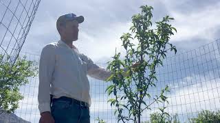 Structural Pruning a First Year Peach Tree