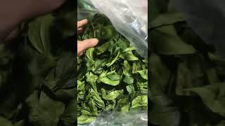 Lá mắc mật sấy khô giá gốc từ nhà sản xuất 120 k/1 kg