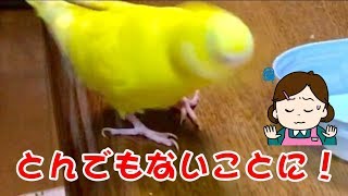 インコに粒々コーンをあげてみたらとんでもないことに（泣