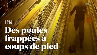 L214 révèle des images chocs de poules frappées à coups de pied dans un élevage