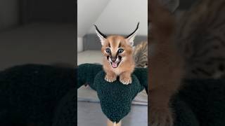 Caracal kitten ❤️