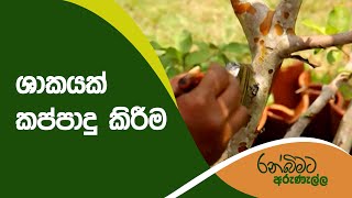 ශාකයක් කප්පාදු කිරීම  | Ranbimata Arunella | රන් බිමට අරුණැල්ල