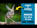 Discover the Enchanting Gobi Jerboa: A Desert Marvel! កណ្តុរចម្លែក (កណ្តុរកង់ហ្គារូ) អ្នកណាស្គាល់?