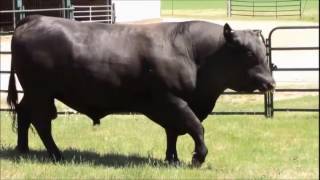 Semex Beef -  Ranch House