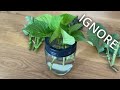 propagating cuttings in water hydrangea dahlia u0026 basil