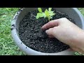 propagating cuttings in water hydrangea dahlia u0026 basil