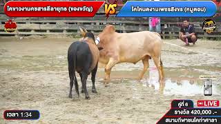 #วัวชนแดนใต้ | โคโหนดงามเพชรสิงขร (หมูตอน) 🆚 โคขาวงามคชสารลีลายุทธ (ของขวัญ)