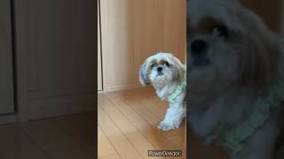 ななちゃんが通りますよっと！🐶#シーズー #시추 #dog #犬 #강아지