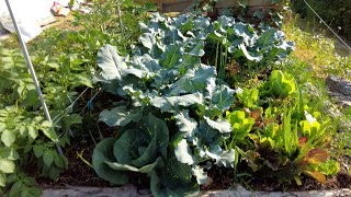 [Mini  Garden June] How to use a wide range of small gardens/ Spring vegetables, planting new crops.