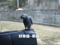 灰鸚彭彭說話綜合版 african grey parrot