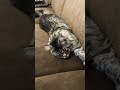 Кот работал Кот устал😴 maincoon cat shorts