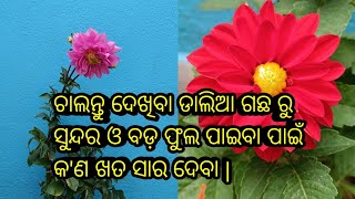 ଚାଲନ୍ତୁ ଦେଖିବା ଡାଲିଆ 🌸🏵️ ଗଛ ରୁ ସୁନ୍ଦର ଓ ବଡ଼ ଫୁଲ ପାଇବା ପାଇଁ କ'ଣ ଖତ ସାର ଦେବା |