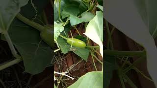 টালির চালে উঠে কত বড় বড় লাউ পারলাম দেখো😮🍐#garden #plants #shorts