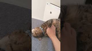 ただ猫を撫でるだけの動画1