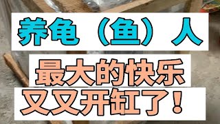 养鱼和养龟人才懂的快乐，又开缸了，全套教程请查收。