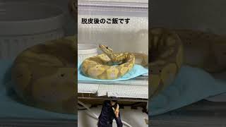 脱皮後のご飯が待ちきれない#ボールパイソン #爬虫類 #ヘビ