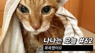 만20세 고양이 브이로그 | 목욕했어요 | 2021.5.31-6.6