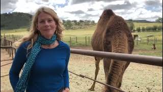 Camel Milk Product Suggestions by Christina Adams, MFA, author of Camel Crazy