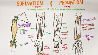 Supination and Pronation in forearm | Anatomy