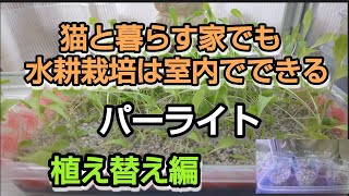 猫と暮らす家でも水耕栽培は室内でできる。茂ってきたので植え替えたい Hydroponics is indoors even in a house where you live with cats