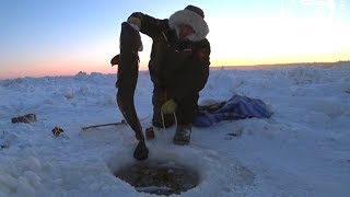 MAKSA: how to make & eat it. Winter fishing for burbot on Lena River Russia in -40. Рыбалка, налим.